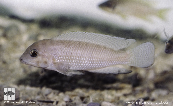 Neolamprologus petricola 'Mtoto'
